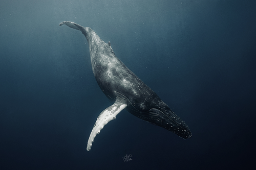 INTO THE DEEP